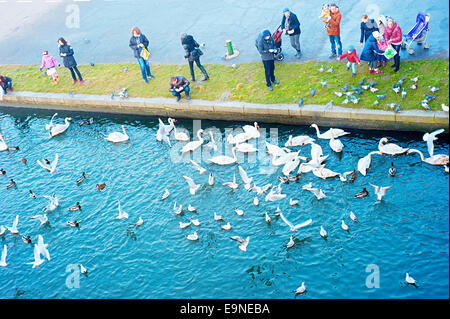 Vögel füttern Stockfoto