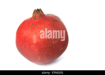 Granatapfel (Punica Granatum) Stockfoto