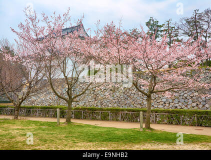 Sakura in Blüte Stockfoto