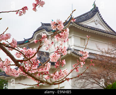 Sakura in Blüte Stockfoto