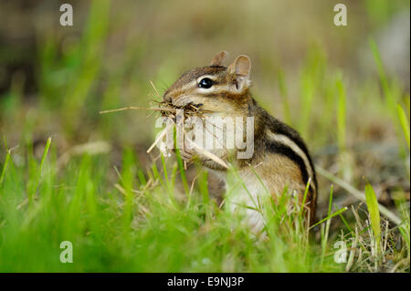 Östlichen Streifenhörnchen (Tamias striatus) Sammeln von Nistmaterial für Burrow, grössere Sudbury, Ontario, Kanada Stockfoto