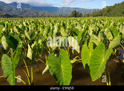 Taro Pflanzen in Hanalei Tal auf Kauai Stockfoto