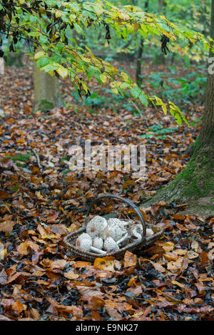 Macrolepiota Procera. Weidenkorb voller Sammelpflanzen Parasol-Pilze in einem englischen Waldgebiet Stockfoto