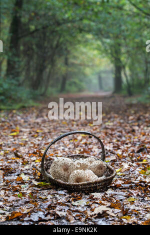 Macrolepiota Procera. Weidenkorb voller Sammelpflanzen Parasol-Pilze in einem englischen Waldgebiet Stockfoto