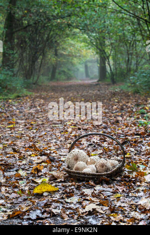 Macrolepiota Procera. Weidenkorb voller Sammelpflanzen Parasol-Pilze in einem englischen Waldgebiet Stockfoto