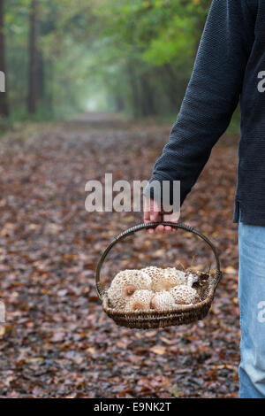 Macrolepiota Procera. Mann mit Korb beim Parasol Pilze in einem englischen Waldgebiet Stockfoto