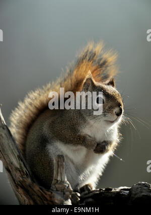 Eichhörnchen (Tamiasciurus hudsonicus), Greater Sudbury, Ontario, Kanada Stockfoto