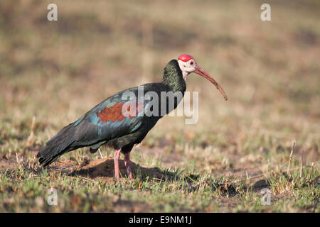 Waldrappen, Geronticus Calvus, Fütterung, Ithala-Wildreservat Kwazulu Natal, Südafrika Stockfoto