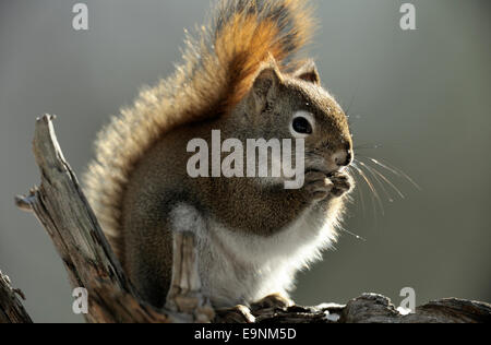 Eichhörnchen (Tamiasciurus hudsonicus), Greater Sudbury, Ontario, Kanada Stockfoto