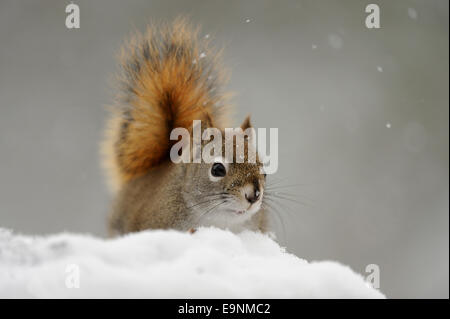 Eichhörnchen (Tamiasciurus hudsonicus), Greater Sudbury, Ontario, Kanada Stockfoto