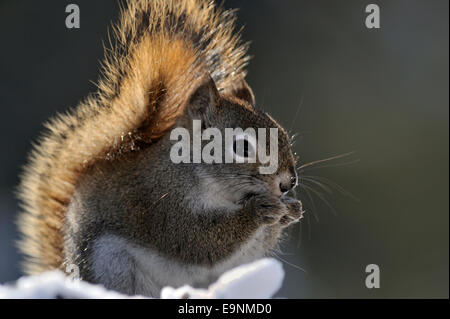 Eichhörnchen (Tamiasciurus hudsonicus), Greater Sudbury, Ontario, Kanada Stockfoto