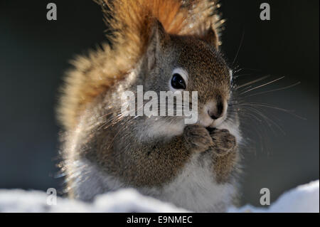 Eichhörnchen (Tamiasciurus hudsonicus), Greater Sudbury, Ontario, Kanada Stockfoto