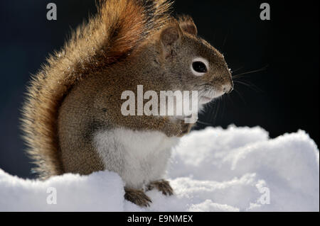 Eichhörnchen (Tamiasciurus hudsonicus), Greater Sudbury, Ontario, Kanada Stockfoto