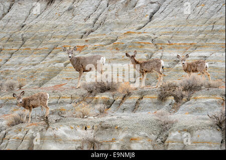 Maultierhirsch (Odocoileus Hemionus) Mutter und Kitze an Bentonit Hang, Theodore Roosevelt NP (South Unit), North Dakota, USA Stockfoto