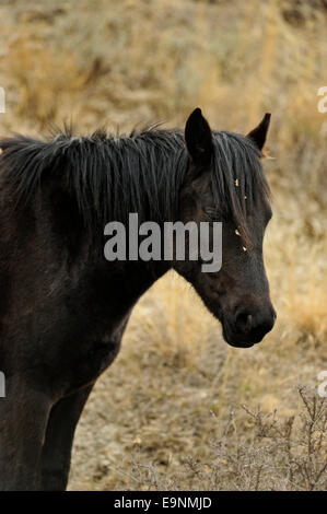 Wildpferd (Equus Ferus), Theodore Roosevelt NP (South Unit), North Dakota, USA Stockfoto