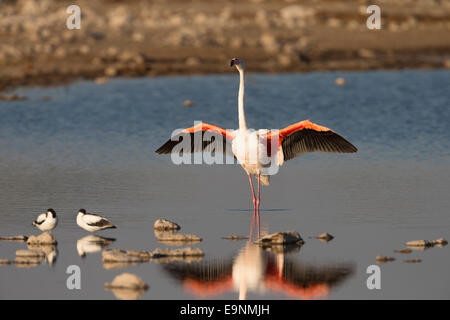 Rosaflamingo (Phoenicopterus Ruber), Etosha Nationalpark, Namibia Stockfoto