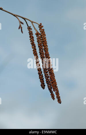 Drei männliche Erle Kätzchen von einem Zweig hängen und im Wind wehen Stockfoto