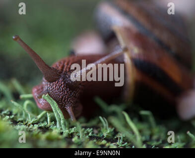 Roseburg, Oregon, USA. 30. Oktober 2014. Eine Pacific Seitenband Schnecke Zoll langsam über eine Moos und Pilzen verkrustete Stück faulenden Holz auf einem bewaldeten Hügel in der Nähe von Roseburg. Die Schnecke ist heimisch in den Küstengebieten des Pazifischen Nordwestens und finden Sie von Alaska nach Nord-Kalifornien. Bildnachweis: Robin Loznak/ZUMA Draht/Alamy Live-Nachrichten Stockfoto