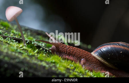 Roseburg, Oregon, USA. 30. Oktober 2014. Eine Pacific Seitenband Schnecke Zoll langsam über eine Moos und Pilzen verkrustete Stück faulenden Holz auf einem bewaldeten Hügel in der Nähe von Roseburg. Die Schnecke ist heimisch in den Küstengebieten des Pazifischen Nordwestens und finden Sie von Alaska nach Nord-Kalifornien. Bildnachweis: Robin Loznak/ZUMA Draht/Alamy Live-Nachrichten Stockfoto