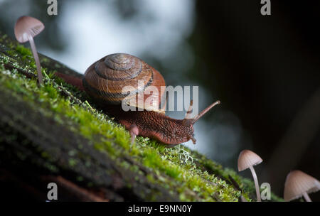 Roseburg, Oregon, USA. 30. Oktober 2014. Eine Pacific Seitenband Schnecke Zoll langsam über eine Moos und Pilzen verkrustete Stück faulenden Holz auf einem bewaldeten Hügel in der Nähe von Roseburg. Die Schnecke ist heimisch in den Küstengebieten des Pazifischen Nordwestens und finden Sie von Alaska nach Nord-Kalifornien. Bildnachweis: Robin Loznak/ZUMA Draht/Alamy Live-Nachrichten Stockfoto