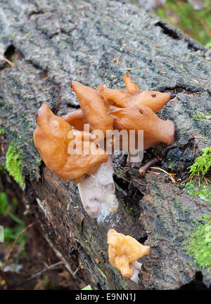 Hooded false Morel Pilz Stockfoto