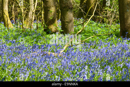 Typische Bluebell Holz im Frühjahr / Anfang Sommer, wenn die Glockenblumen (Hyacinthoides non-Scripta) stehen in voller Blüte Stockfoto