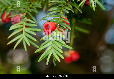 Rot-Eibe (Taxus Baccata) Beeren vor dem grünen Hintergrund der Baum Blätter Stockfoto