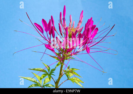 Cleome Spinosa, amerikanische Spider-Flower Stockfoto