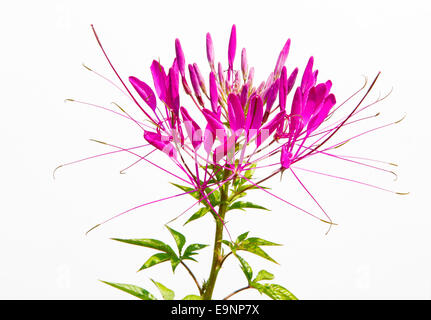 Rosa Cleome Spider Spinosa Blume bekannt als American Spider-Anlage Stockfoto