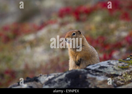 Arktis Ground Squirrel, Denali National Park Stockfoto