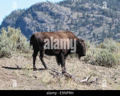 Ein Büffel oder Bison Beweidung in Lamar Valley im Yellowstone-Nationalpark, Wyoming, USA Stockfoto