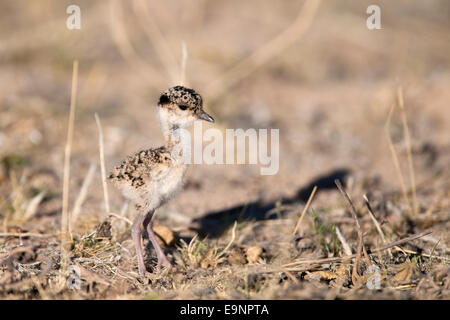 Gekrönt (Regenpfeifer) Kiebitz, Vanellus Coronatus, Küken, Kgalagadi Transfrontier Park, Südafrika Stockfoto