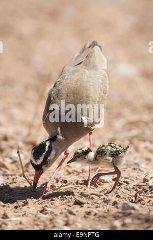 Gekrönte Kiebitz (Regenpfeifer), Vanellus Coronatus mit Küken, Kgalagadi Transfrontier Park, Südafrika Stockfoto