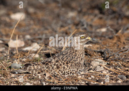 Gefleckte Thickknee (Dikkop), Burhinus Capensis, Kgalagadi Transfrontier Park, Südafrika Stockfoto