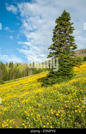 Wildblumen blühen auf Dunraven Pass im Yellowstone National Park Stockfoto