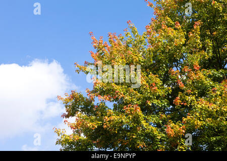 Herbstfärbung zündeten Park Arboretum in der Cotswold-Dorf zündeten, Gloucestershire UK Stockfoto