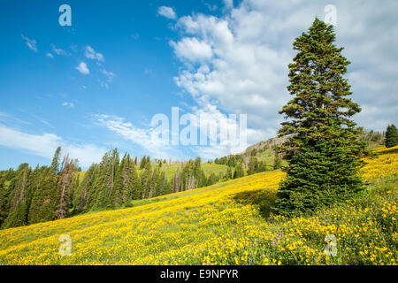 Wildblumen blühen auf Dunraven Pass im Yellowstone National Park Stockfoto