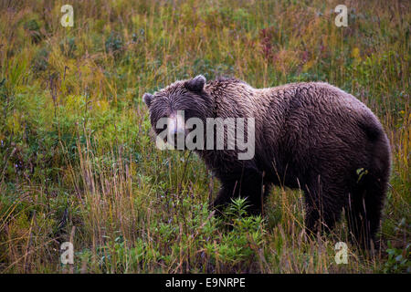 Braunbären in Denali National Park, Vereinigte Staaten von Amerika Stockfoto