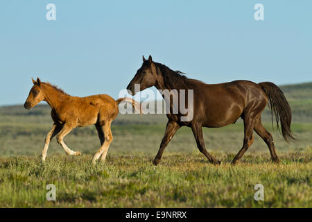 Wilden Mustangs Stute und Fohlen in der roten Wüste von Wyoming Stockfoto