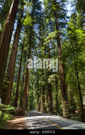 Avenue of Giants, Humboldt Redwoods State Park, Nord-Kalifornien, USA Stockfoto