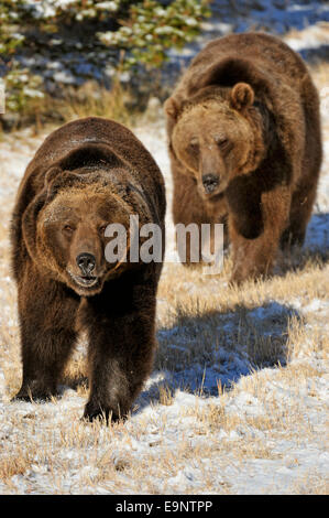 Grizzly Bär (Ursus Arctos) im späten Herbst Gebirgs-Lebensraum (Gefangenschaft angehoben Probe), Bozeman, Montana, USA Stockfoto