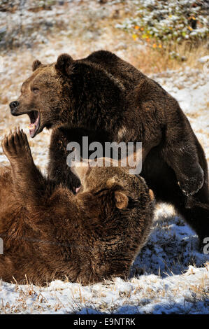 Grizzly Bear (Ursus arctos) im späten Herbst Berg Lebensraum (Captive angehoben Exemplare), Captive angehoben Muster, Bozeman, Montana, USA Stockfoto