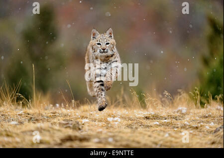 Rotluchs (Lynx Rufus) im späten Herbst Gebirgs-Lebensraum (Gefangenschaft angehoben Probe), Bozeman, Montana, USA Stockfoto