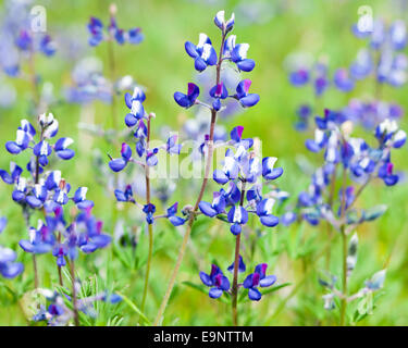 Collinsia Blumen Stockfoto