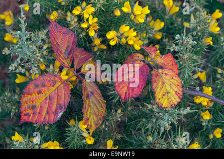 Ginster Ulex Europaeus & Bramble Blätter Farbwechsel im Herbst Stockfoto