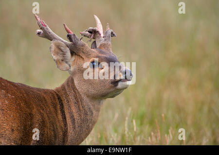 Hog Hirsch Cervus Porcinus männlich vergießen samt aus Geweih Stockfoto