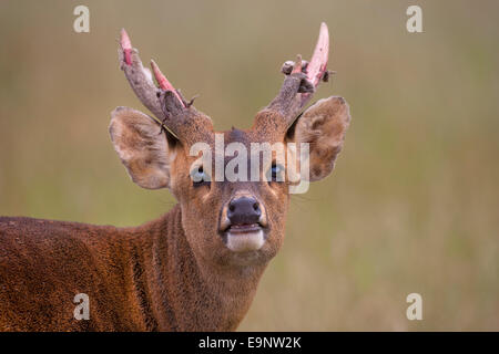 Indischer Schweinehirsch Cervus porcinus männlicher Schuppensamt aus Geweih Stockfoto