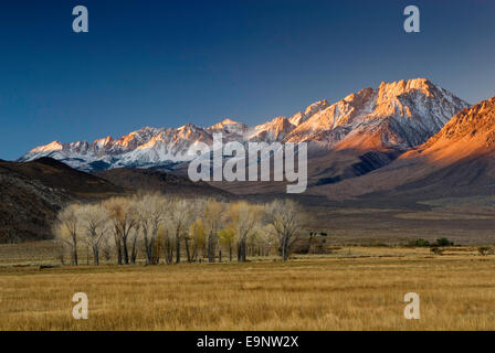 Mt Humphreys in der östlichen Sierra Nevada und Cottonwood Bäume bei Sonnenaufgang im Herbst in Round Valley in der Nähe von Bishop, Kalifornien, USA Stockfoto