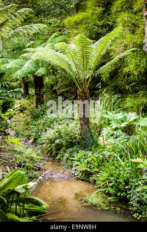 Kleiner Bach fließt durch den Dschungel-Garten in Heligan in Cornwall Stockfoto