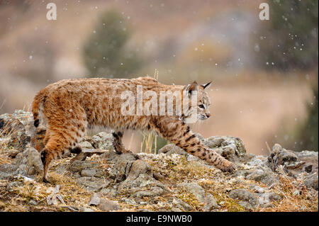 Rotluchs (Lynx Rufus) im späten Herbst Gebirgs-Lebensraum (Gefangenschaft angehoben Probe), Bozeman, Montana, USA Stockfoto